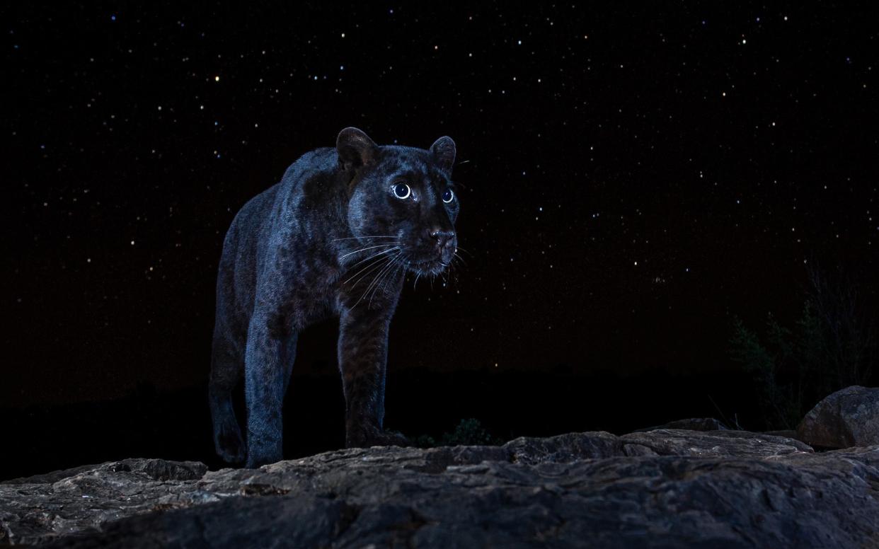 black leopard - Will Burrard-Lucas