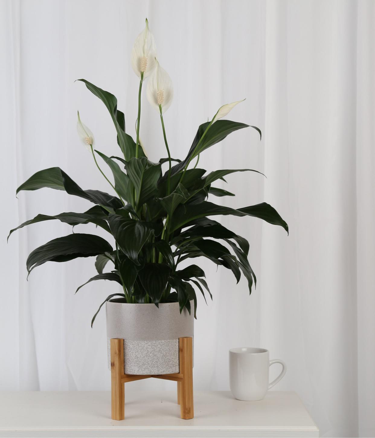 <p><a href="https://go.redirectingat.com?id=74968X1596630&url=https%3A%2F%2Fwww.wayfair.com%2F--%2Fpdp%2Fcosta-farms--peace-lily-in-ceramic-planter-co.pe06.4d.2tmcm.crm-l7541-ctaf1108.html&sref=https%3A%2F%2Fwww.goodhousekeeping.com%2Fhome%2Fgardening%2Fg27210824%2Fbuy-plants-online%2F" rel="nofollow noopener" target="_blank" data-ylk="slk:Shop Now;elm:context_link;itc:0;sec:content-canvas" class="link rapid-noclick-resp">Shop Now</a></p><p>Wayfair</p><p>$41.00</p><p>wayfair.com</p>