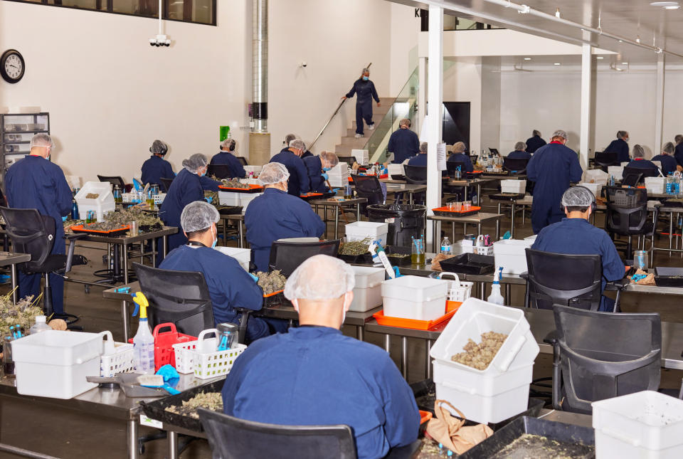 Image: The sorting room at Kings Garden in Desert Hot Springs, Calif. (Maggie Shannon / for NBC News)