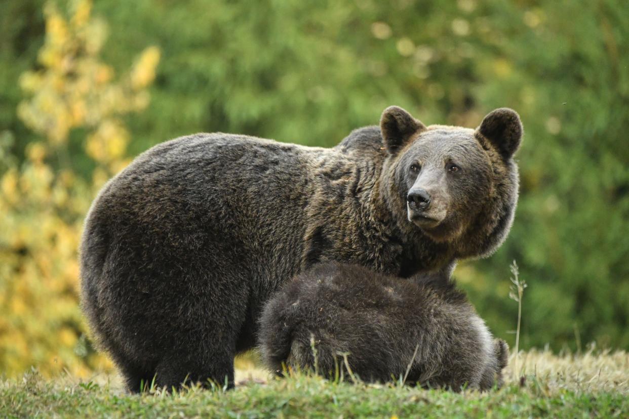 <p>File: A bear is pictured next to her three cubs at a bear observatory next to Tusnad touristic resort in central Romania, 19 October 2019</p> (Getty Images)