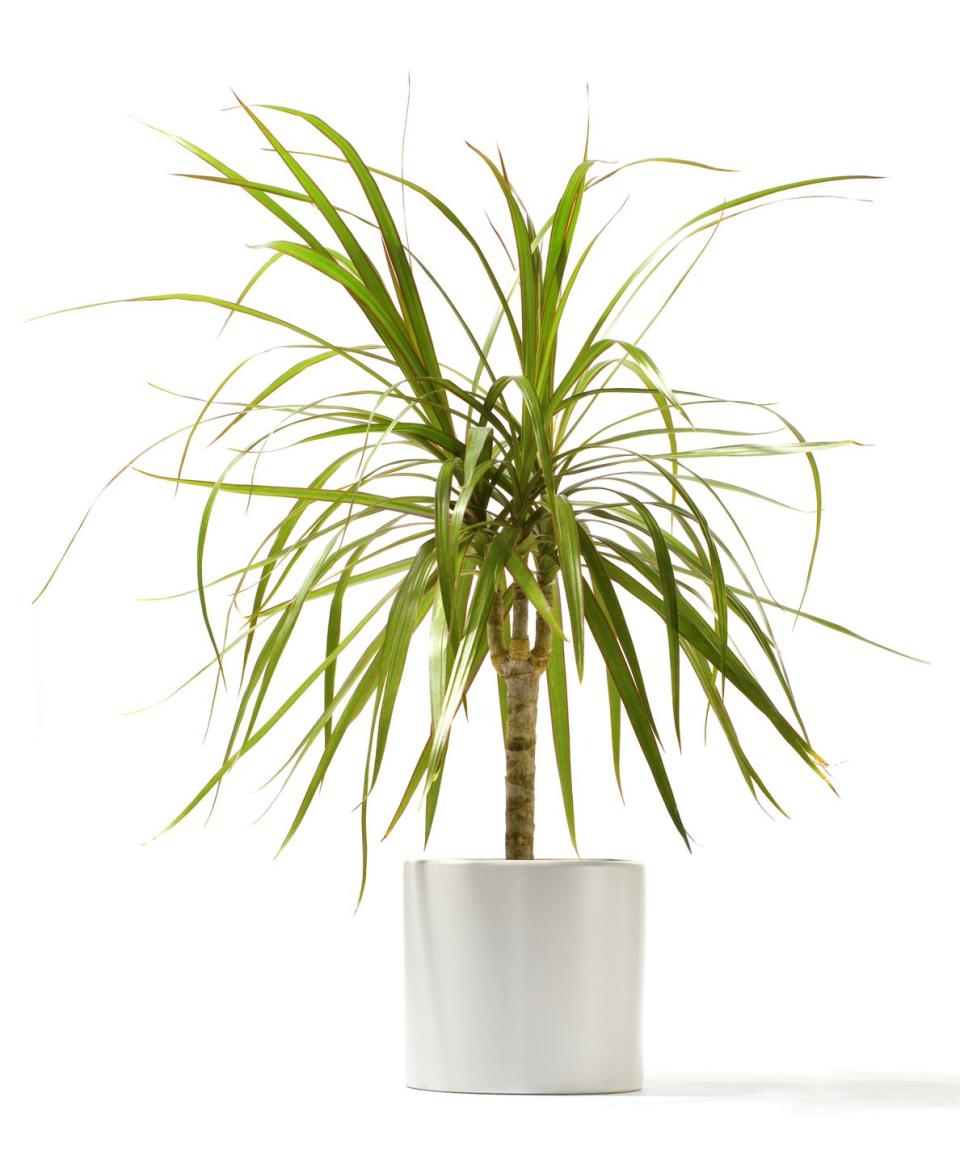 red edged dracaena