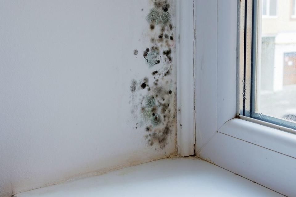 Mouldy wall near window