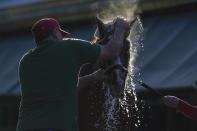 Guadalupe Guerrero gives Preakness hopeful Ram a bath after a morning exercise at Pimlico Race Course ahead of the Preakness Stakes horse race, Tuesday, May 11, 2021, in Baltimore. (AP Photo/Julio Cortez)