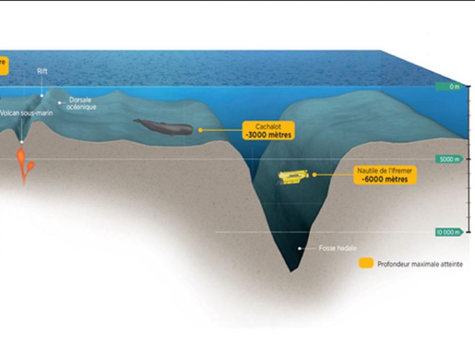 Schéma en coupe des fonds marins abyssaux