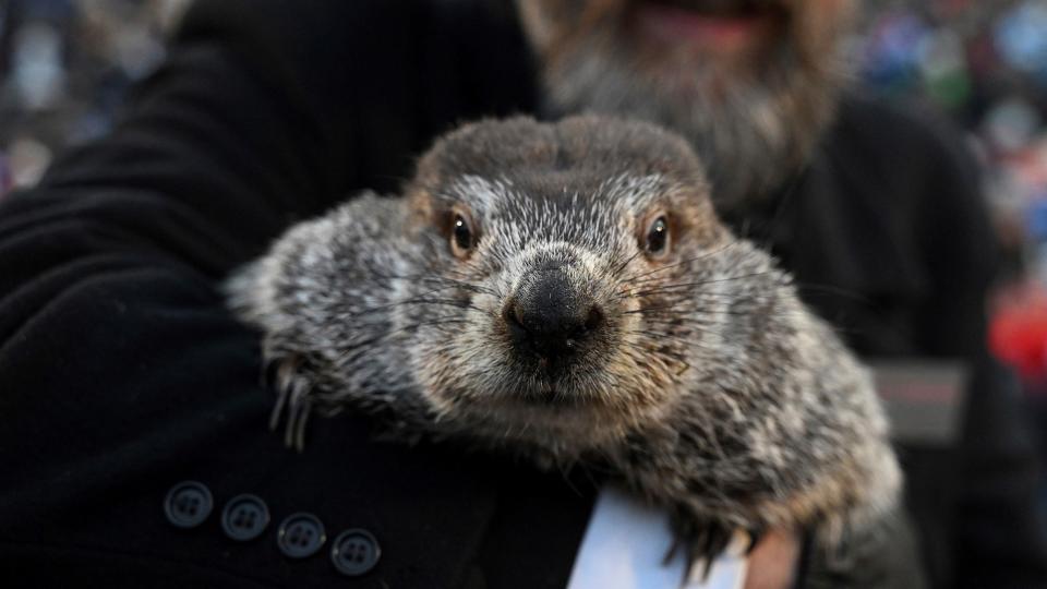 Groundhog Club handler A.J. Dereume holds Punxsutawney Phil, the weather prognosticating groundhog, during the 137th celebration of Groundhog Day on Gobbler's Knob in Punxsutawney, Pa., Thursday, Feb. 2, 2023. Phil's handlers said that the groundhog has forecast six more weeks of winter. (AP Photo/Barry Reeger)