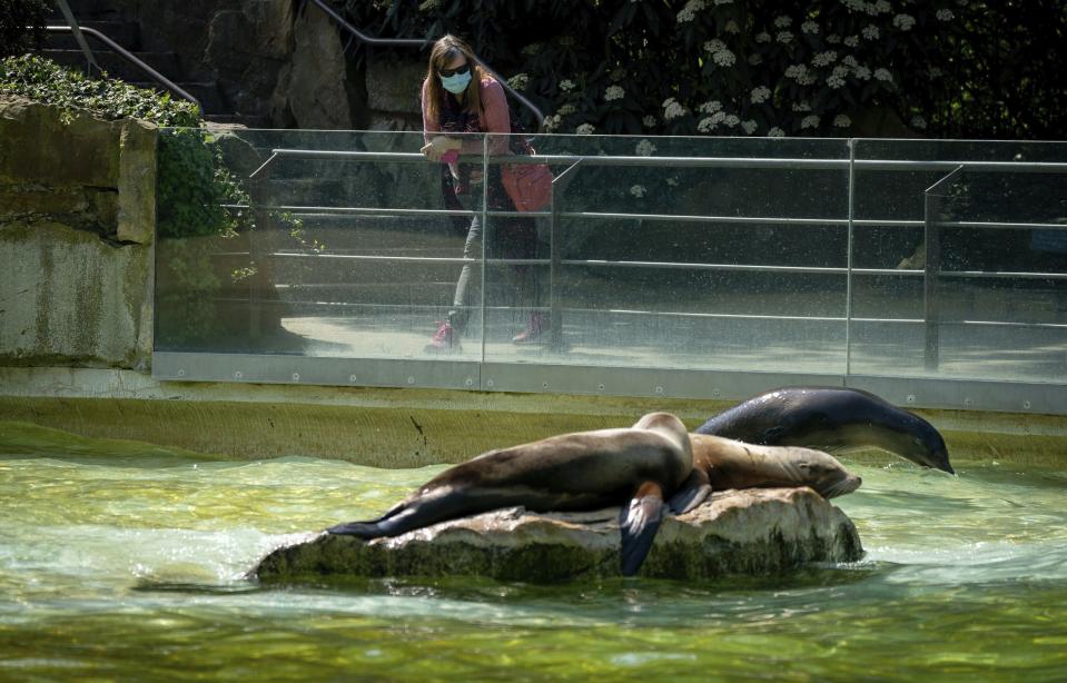 A female visitor with a face mask looks to sea lions in their enclosure at Berlin Zoo in Berlin, Germany, Tuesday, April 28, 2020. The Berlin zoos have reopened under strict conditions after several weeks of closing because of the coronavirus pandemic. (Kay Nietfeld/dpa via AP)