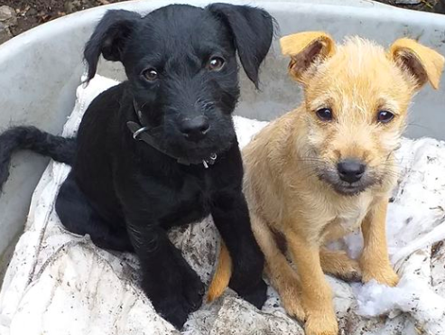 Eighteen-week-old Molly, pictured left, was extremely distressed by the fireworks. (Susan Paterson Facebook)