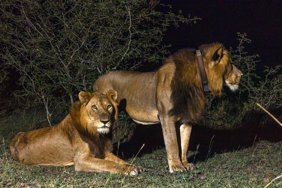 photo of two lions next to each other