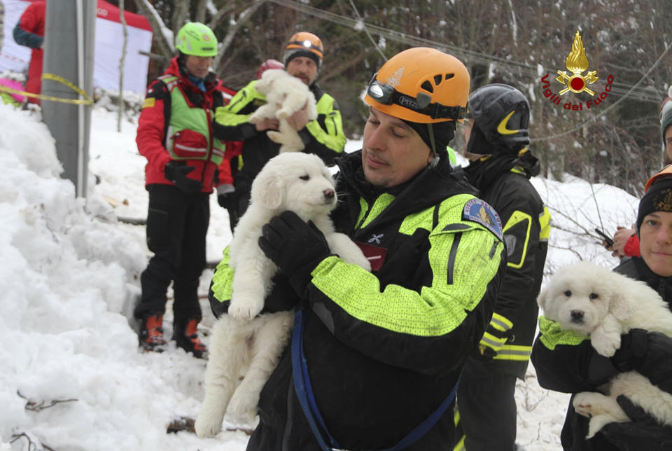 Firefighters hold three puppies that were found alive in the rubble of the avalanche-hit Hotel Rigopiano, near Farindola, central Italy, Monday, Jan. 22, 2017. Emergency crews digging into an avalanche-slammed hotel were cheered Monday by the discovery of three puppies who had survived for days under tons of snow, giving them new hope for the 23 people still missing in the disaster. (Italian Firefighters via AP)