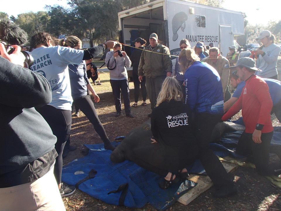 Lizzie the manatee preparing to be released into Blue Spring State Park on Feb. 7, 2024. She was rescued in July 2020, weighing just 63 pounds at the time.