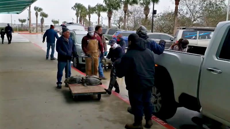 Personas colocan tortugas rescatadas aturdidas por el clima frío en un centro de evacuación en South Padre Island, Texas, EEUU, en esta imagen fija de video