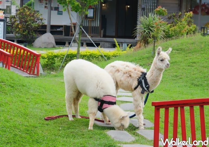 ▲近年來宜蘭旅遊掀起一波療癒動物之旅，許多人來到宜蘭就是要和小鹿、水豚君又或是鯨鯊合影。(圖/Taipei Walker提供)