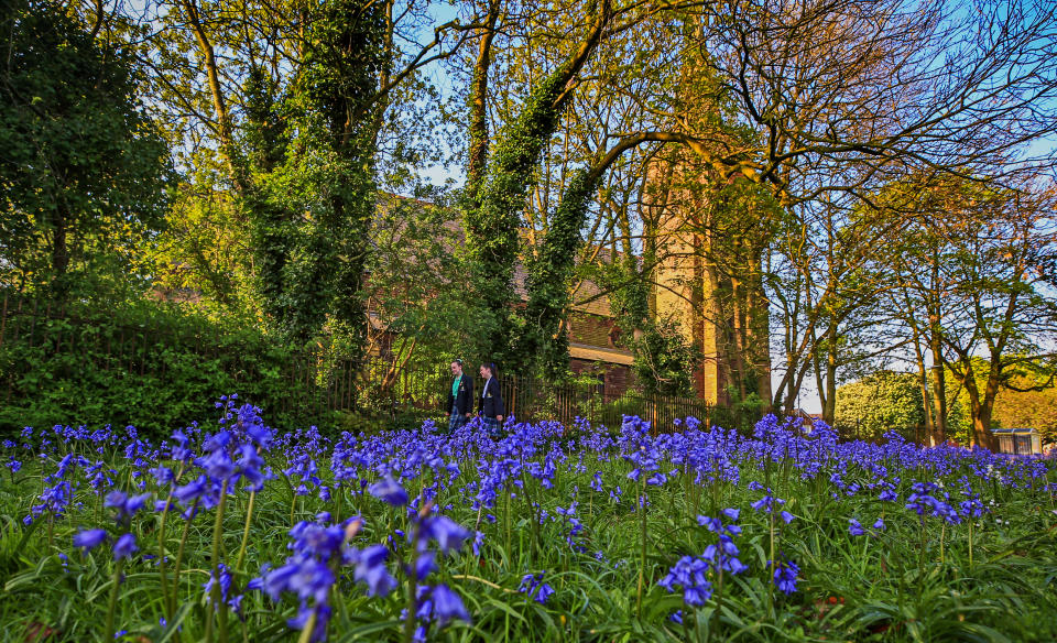 Bluebells in bloom in a field in Gateacre, Liverpool. (Photo by Peter Byrne/PA Images via Getty Images)