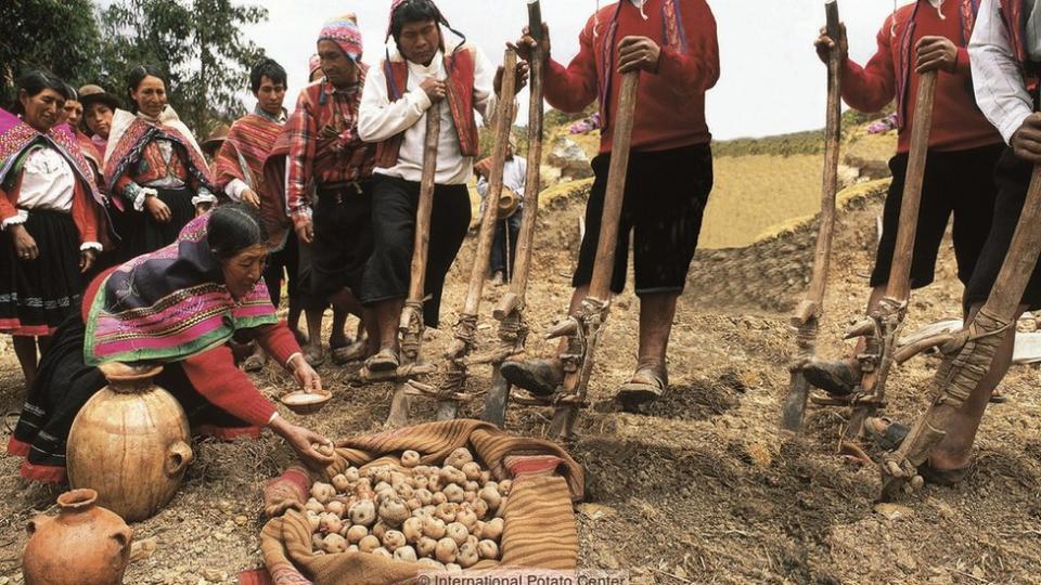 Ritual indígena con papas.