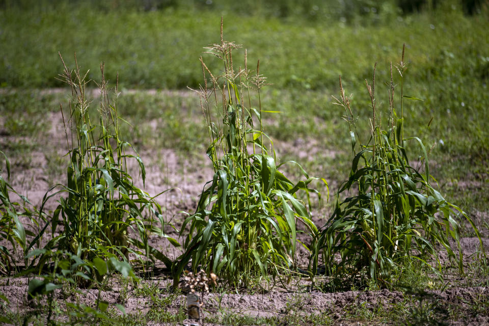 Corn that did not fully mature can sits at the Santa Clara Pueblo in northern New Mexico, Monday, Aug. 22, 2022. Climate change is taking a toll on the pueblo, which has been home to Tewa-speaking people for thousands of years. (AP Photo/Andres Leighton)