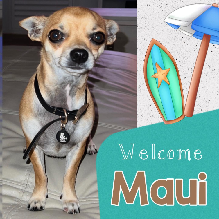 Chihuahua dog named Maui. 