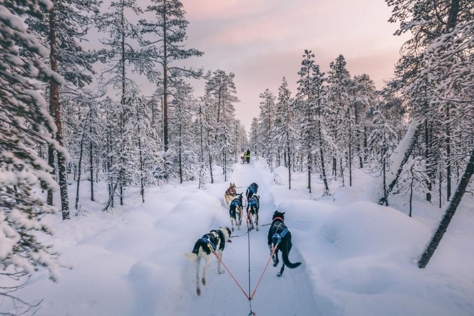 Sledding excursions are available all over Lapland (Getty Images)