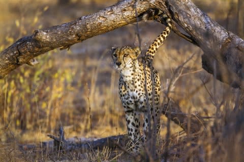 Wildlife is one of South Africa's main draws - Credit: ©UTOPIA - stock.adobe.com/CORREIA Patrice