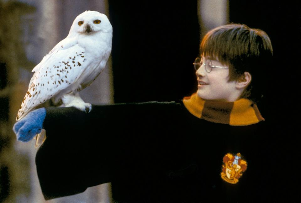 Radcliffe holds his arm outstretched with an owl on it