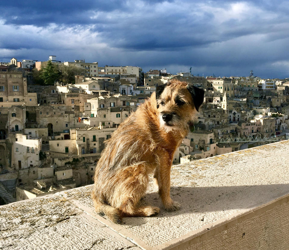 Pete the border terrier in Italy. (Photo: Caters News)