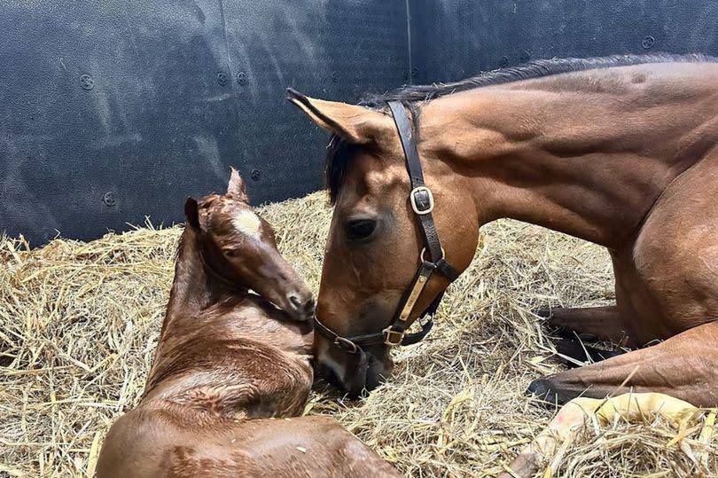 Former Love Island star Chris Hughes has shared his joy as one of his horses, named Annie, gave birth to an adorable baby foal