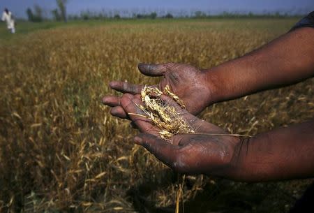 A farmer shows wheat crop damaged by unseasonal rains in his wheat field at Sisola Khurd village in Uttar Pradesh, March 24, 2015. REUTERS/Anindito Mukherjee