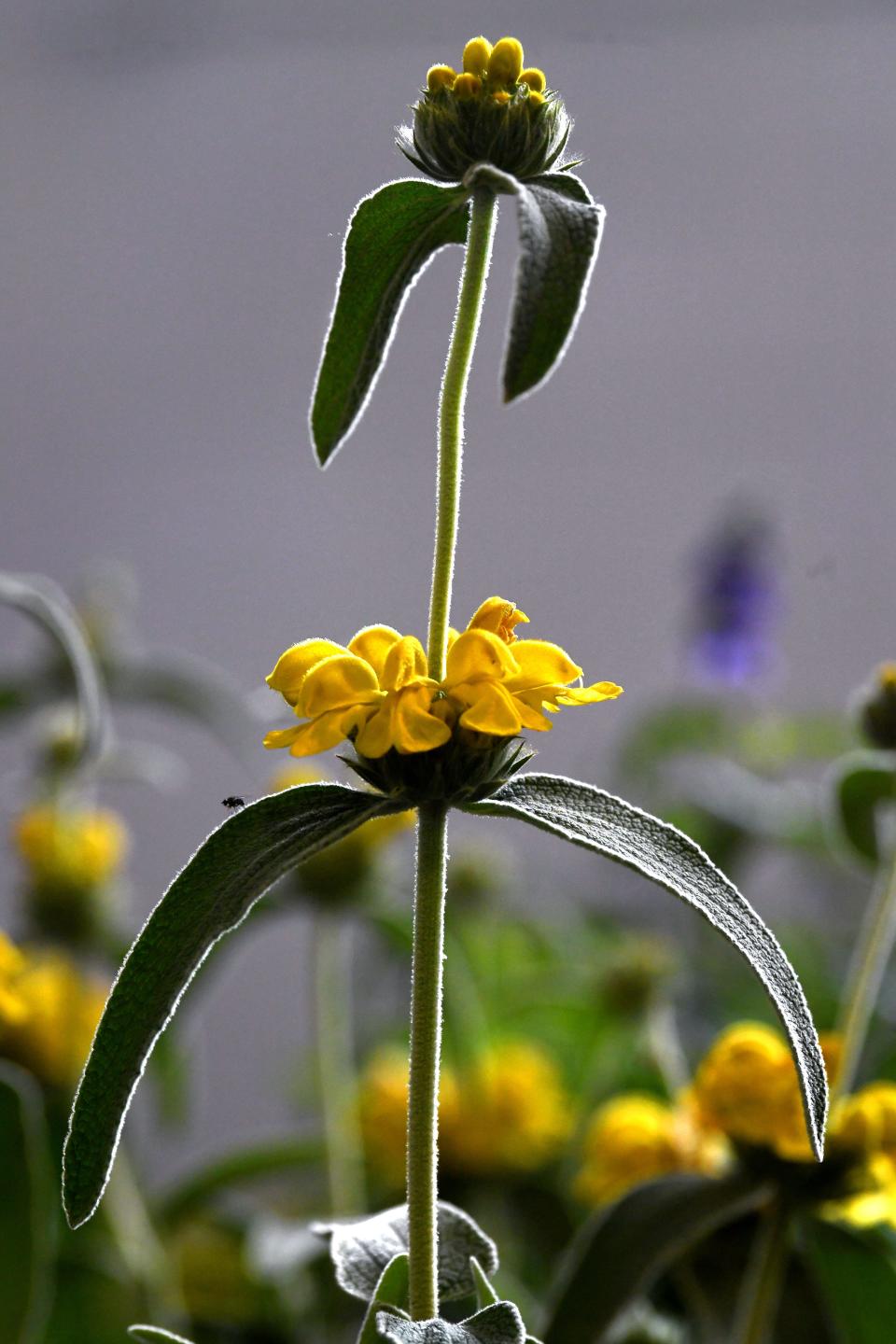 A Jerusalem Sage stands amid other plants at the Big Country Master Gardeners Spring Plant Sale Wednesday.