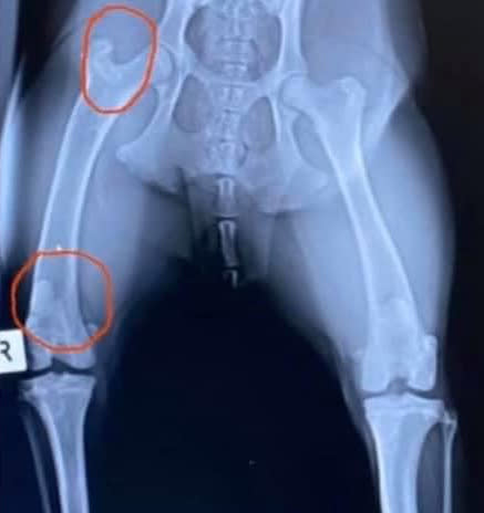 Photo shows X-ray of dog's abnormal femur. 