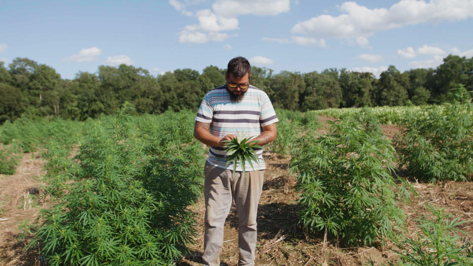 Luis Vega on his two acres of industrial hemp. (Photo: HuffPost US)