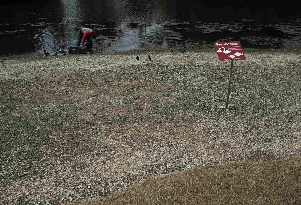 A worker removes algae from a partially dried up pond at the Singapore Botanical Gardens February 26, 2014. Singapore and Malaysia are grappling with some of the driest weather they have ever seen, forcing the tiny city-state to ramp up supplies of recycled water while its neighbour rations reserves amid disruptions to farming and fisheries. REUTERS/Edgar Su (SINGAPORE - Tags: ENVIRONMENT)