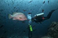 A scuba diver swims next to a Leather Bass close to Wolf Island at Galapagos Marine Reserve August 19, 2013. (REUTERS/Jorge Silva)