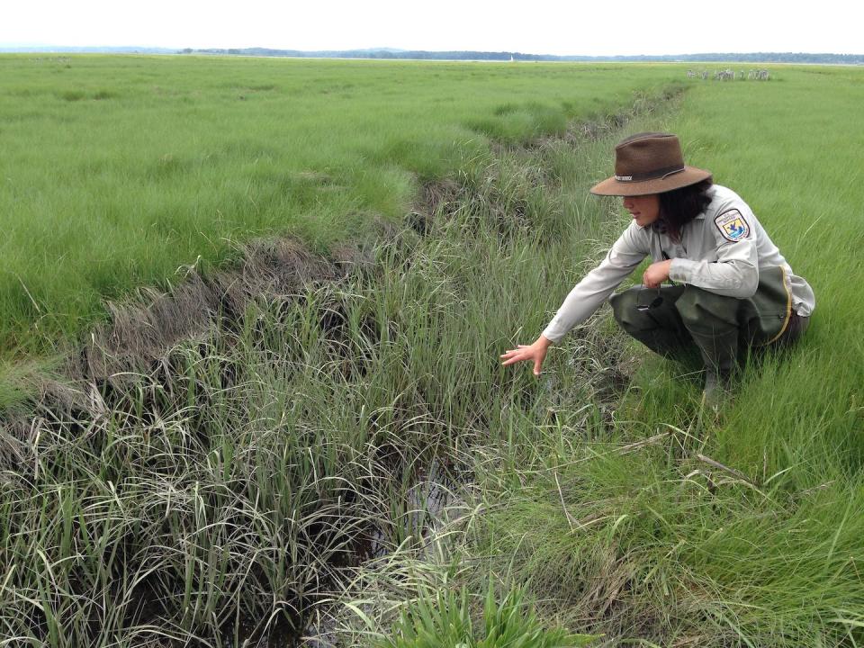 Nancy Pau, a wildlife biologist at Parker River National Wildlife Refuge, north of Boston, points to salt marsh grasses, which are essential for building up soil to help marshes survive sea-level rise. <a href="https://www.flickr.com/photos/usfwsnortheast/14441512407/in/photolist-o19wve" rel="nofollow noopener" target="_blank" data-ylk="slk:Margie Brenner/USFWS;elm:context_link;itc:0;sec:content-canvas" class="link ">Margie Brenner/USFWS</a>
