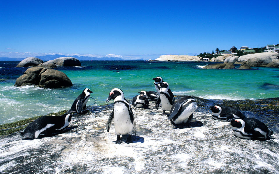 <p>Typically, you have to travel to the extremely frosty ends of the earth to <a rel="nofollow noopener" href="http://www.travelandleisure.com/slideshows/where-to-see-penguins-in-the-wild/7" target="_blank" data-ylk="slk:see wild penguins;elm:context_link;itc:0;sec:content-canvas" class="link ">see wild penguins</a>. But on Boulder Beach, in Cape Town, South Africa, a colony of black-footed penguins splash in the Atlantic waters. You may need a wetsuit if you want to actually swim with them, but you can definitely lounge on the beach or dip your toes in the surf while the penguins squawk and waddle.</p>