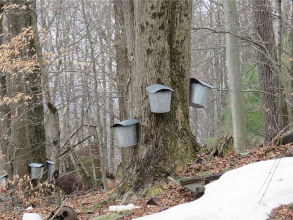 These sugar maple trees have buckets to catch sap collected to make maple syrup.