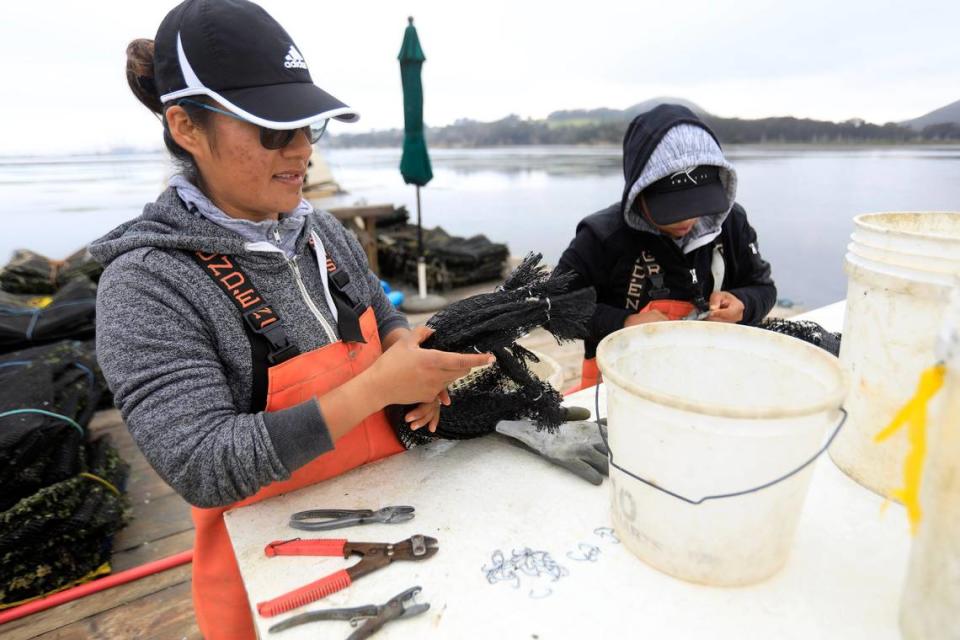 Carolina Hernandez, left, and Jenny Sorto preps bags used to hold the freshly harvested oysters at the Grassy Bar Oyster Co. in Morro Bay.