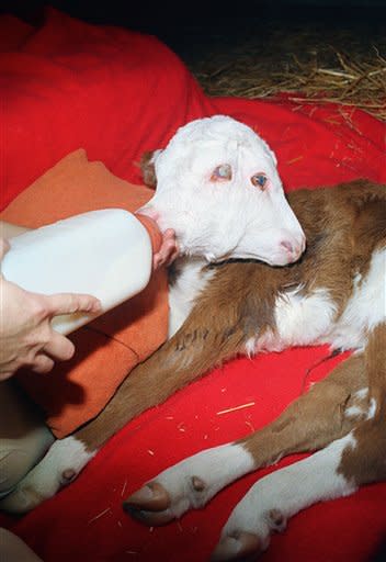 A Hereford calf with two joining heads is bottle fed at a veterinary clinic in Elk Grove, California on April, 2, 1987 where it was taken by owner Dick Harry. The twelve day old female calf can eat with both mouths but the one being fed is more dominant. (AP Photo/Walt Zeboski)