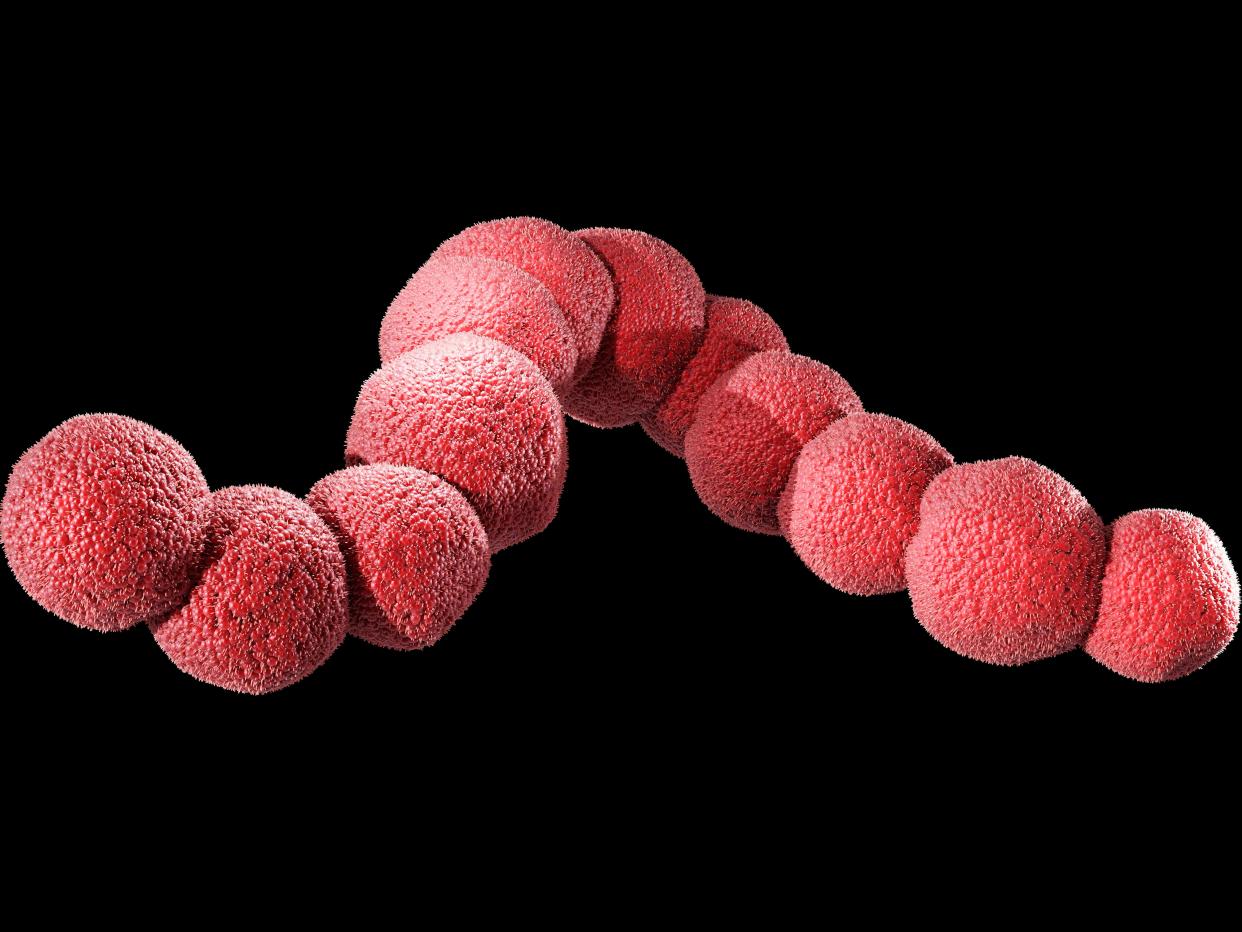 Streptococcus bacteria illustration