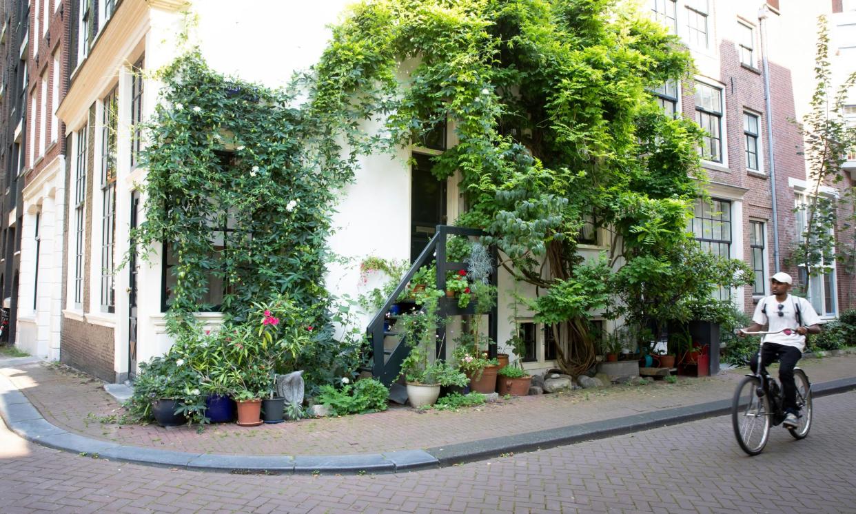 <span>Flowerpots outside a house in Amsterdam. The central city chief said ‘neglected pots were unattractive’.</span><span>Photograph: Judith Jockel/The Guardian</span>