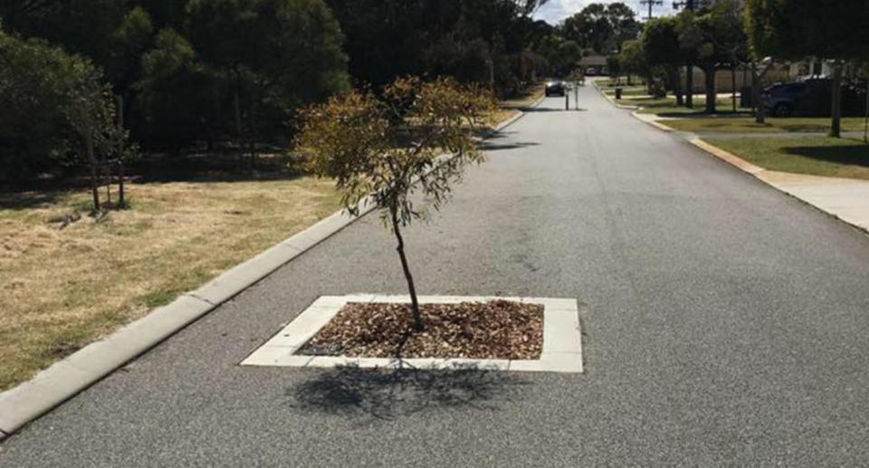 Trees have been planted on Inaloo roads in Perth to reduce traffic. Image: Facebook/Pauly Marlo