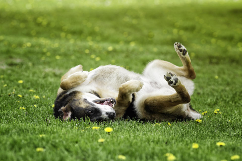 Dog rolling in grass