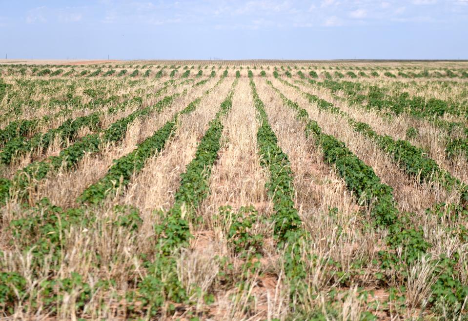 Plains Cotton Growers’ Kara Bishop shows cotton farms in Lynn County, Friday, July 7, 2023. 