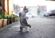 <p><span>Some cats are good at dancing and twisting. </span>(Photo: Hisakata Hiroyuki/Caters News) </p>