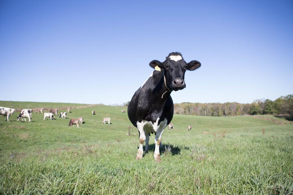 Pasture-raised cows provide the milk for Minerva Dairy.