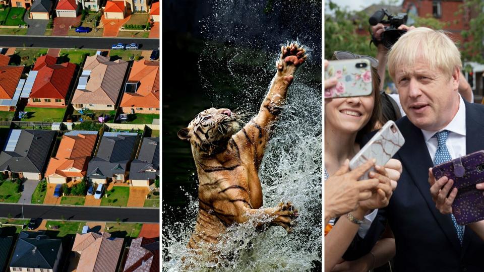 Houses on the left, a tiger in the centre and Boris Johnson on the right.