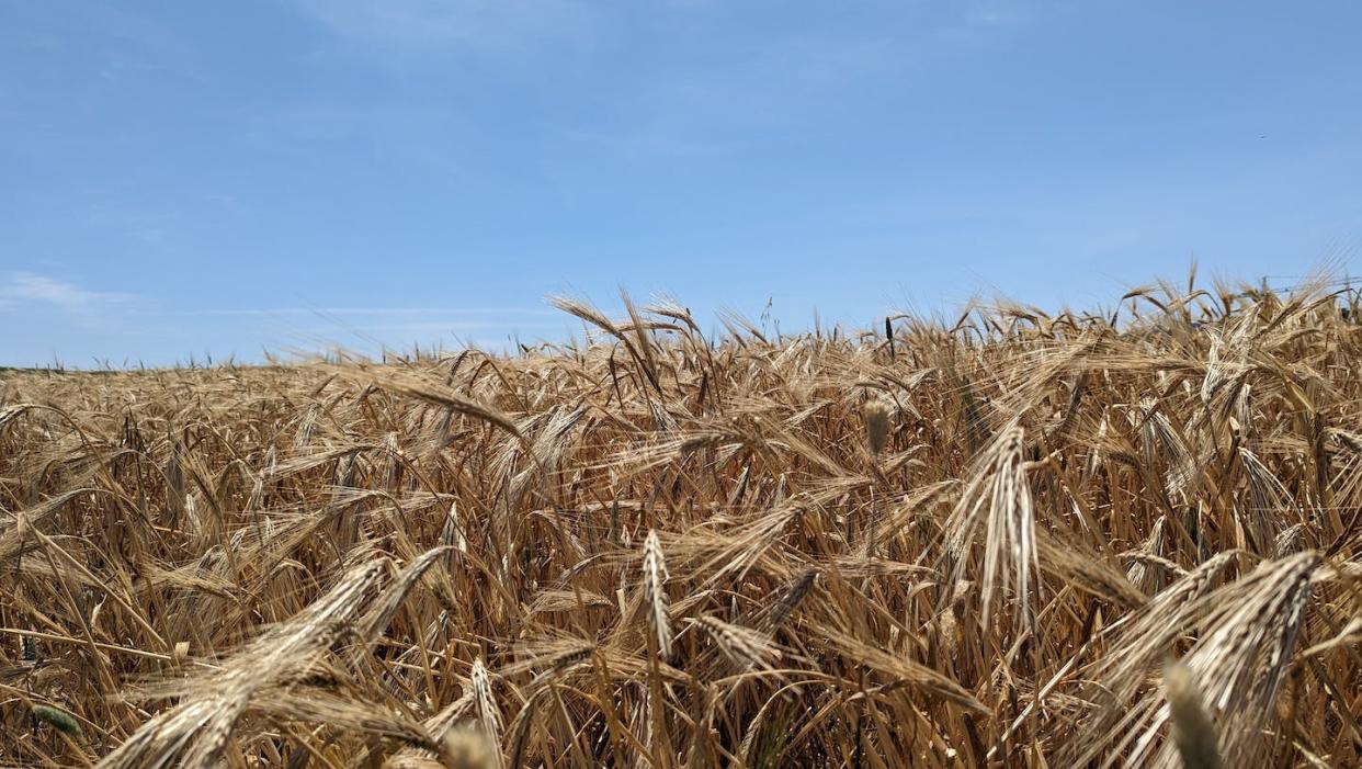 Golden wheat fields in Morocco. <a href="https://www.shutterstock.com/es/image-photo/panorama-golden-wheat-tanger-regions-morocco-2296488255" rel="nofollow noopener" target="_blank" data-ylk="slk:Akdi pic/Shutterstock;elm:context_link;itc:0;sec:content-canvas" class="link ">Akdi pic/Shutterstock</a>