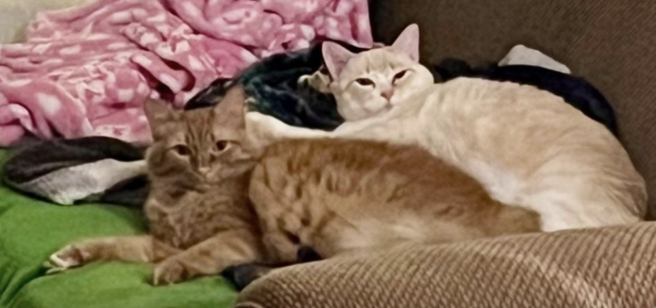 Two cats snuggling together on a couch with blankets