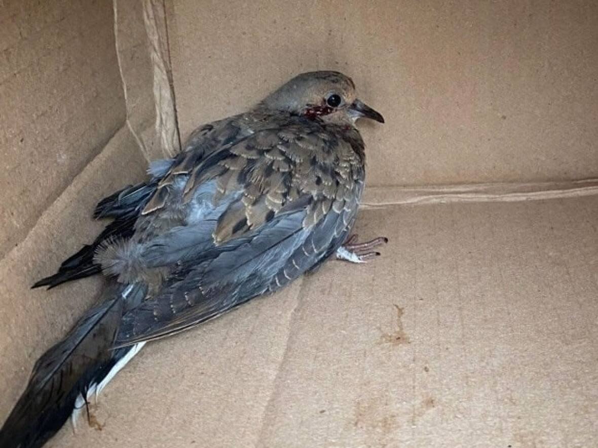 This bird was bit by a cat after it was hit by Fiona. It is now in the care of Hope for Wildlife.  (Hope for Wildlife/Facebook - image credit)