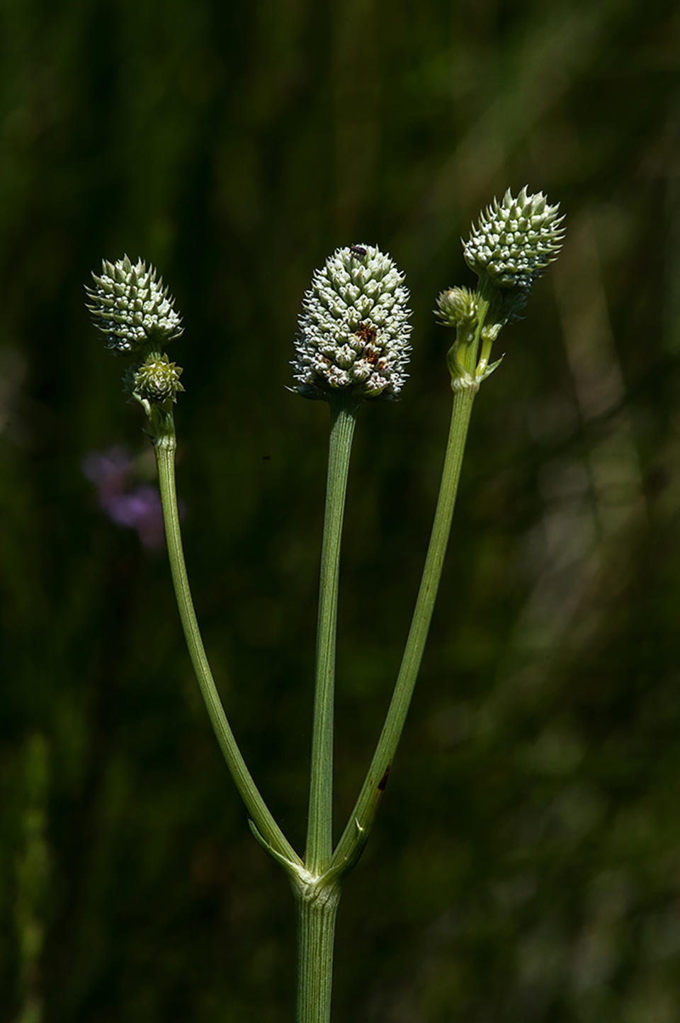 This undated image provided by Robin Silver shows the Arizona eryngo near Sierra Vista, Ariz. The U.S. Fish and Wildlife Service has placed the rare wetland plant on the federal endangered species list. (Robin Silver via AP)