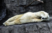 Ursas grávidas hibernadas despertam brevemente para dar à luz seus filhotes e, em seguida, retornar para dormir como os pequenos aconchegados ao lado.