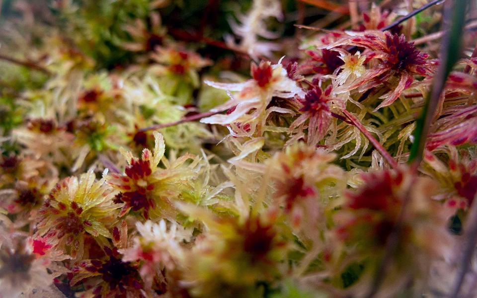 Appearing like a bouquet, sprigs of pink, red and white sphagnum moss grow in the bed of the High Peak District - Alixandra Fazzina